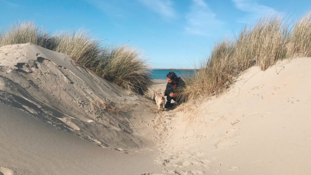 Van life dog at the beach