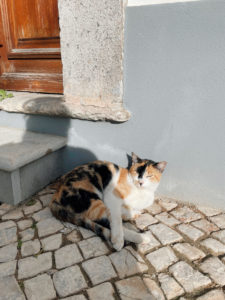 Cat Tavira City