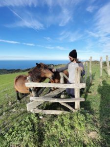 Wild horses Hondarribia