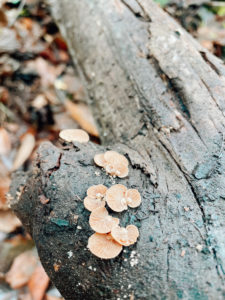 Fungi Santo Estevo do Ermo Waterfalls 